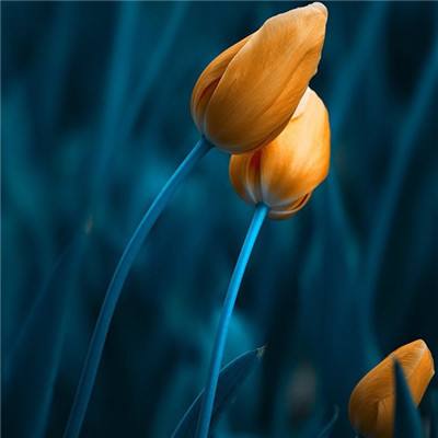 2023澳门资料大全正版手机app下载截图